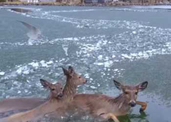 T3012014 OmG Deer Is Trapped In Ice #rescueanimal #animal #usa #rescuedog