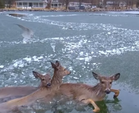 T3012014 OmG Deer Is Trapped In Ice #rescueanimal #animal #usa #rescuedog