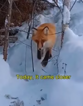 T0112045 rescued fox came to visit #fox #lovestory #rescueanimals part2