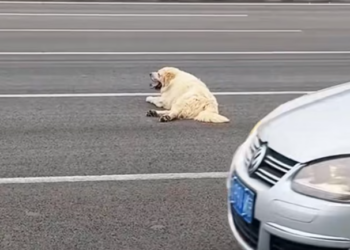 T0201036 Left helpless, crying for a miracle.