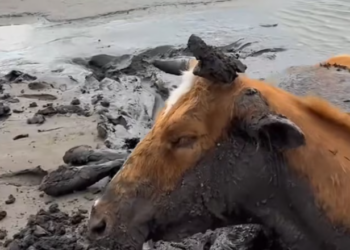 T0201037 Each scream was a call for compassion.