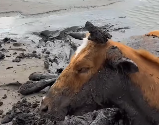 T0201037 Each scream was a call for compassion.