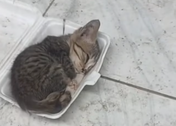 T0201038 Trapped in fear, shaking and crying.