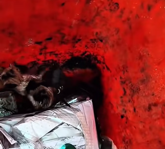 T0201028 Trapped in pain, screaming for survival.