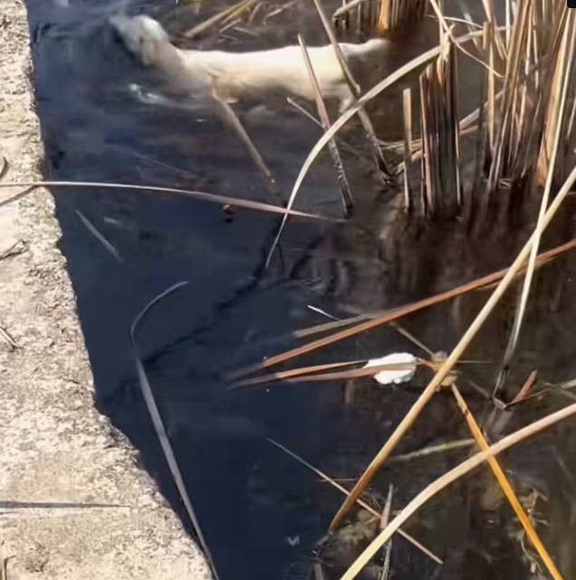 T0201040 He cried because hope was slipping away.