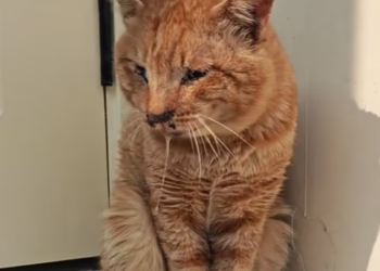 T0401001 She could barely move, but her eyes were still asking for help. 🖤