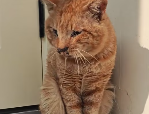 T0401001 She could barely move, but her eyes were still asking for help. 🖤