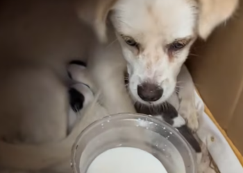 T0401003 Exhausted, injured, and alone after giving everything she had.