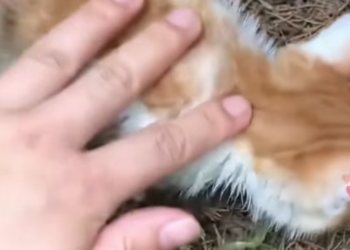 T0401004 Fear froze her body, but hope still lived in her eyes.