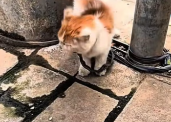 T0201005 Left alone, screaming into the cold silence.