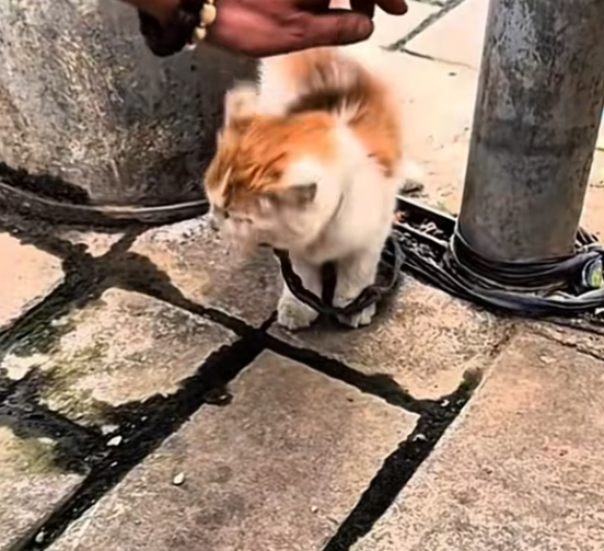 T0201005 Left alone, screaming into the cold silence.