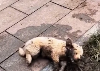 T0401005 Hit by a car, left crying on the road, waiting for mercy.