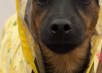 T0401006 He didn’t run away… he was too scared to move.