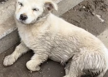 T0401007 Dragging one leg, still trying to survive one more minute.