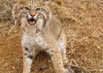 T0401008 Fear and pain trapped her long before the cage did.