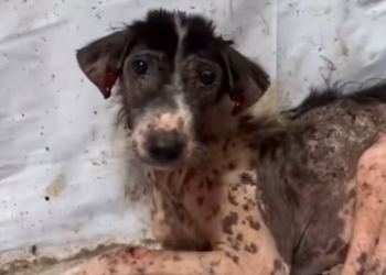 T0401009 Nothing left but skin, bones, and a quiet will to live.