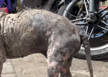 T0401011 Every step hurts, but he keeps moving because giving up isn’t an option. 🖤