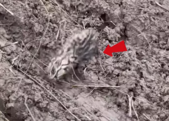 T0701001 Every step hurts, but he keeps moving because giving up isn’t an option.