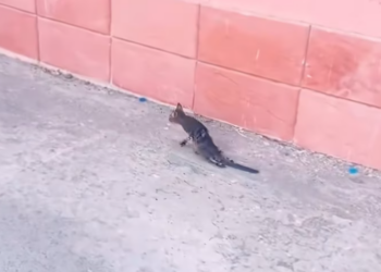 T0701002 Trapped, shaking, crying for a mother that couldn’t hear.