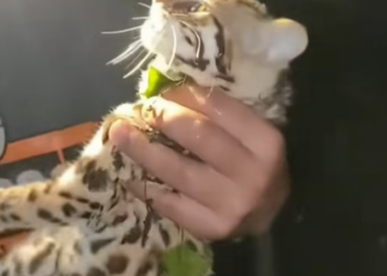 T0701003 Separated from its mother, left trembling alone.