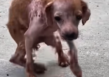 T0201006 Fear in his eyes, terror in every sound he made.