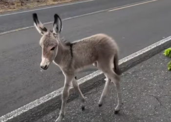 T0701004 Every step was pain, every cry was a plea.