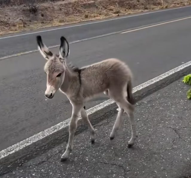 T0701004 Every step was pain, every cry was a plea.