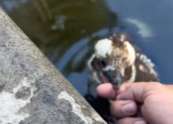 T0701006 One slip away from falling… one cry away from hope.