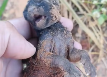 T0701007 Tangled legs, trapped hope, silent suffering.