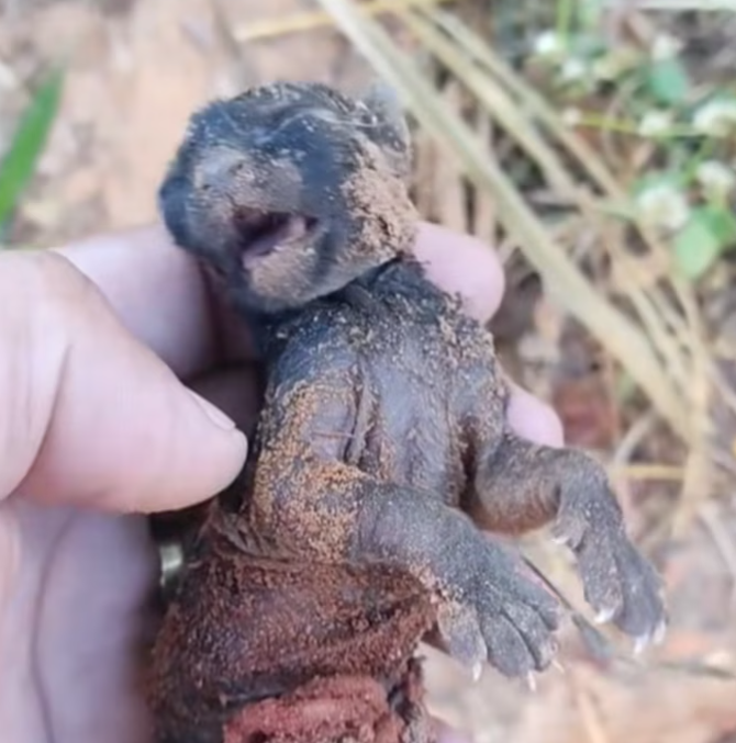 T0701007 Tangled legs, trapped hope, silent suffering.