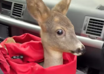 T0701008 Out of water, out of strength.