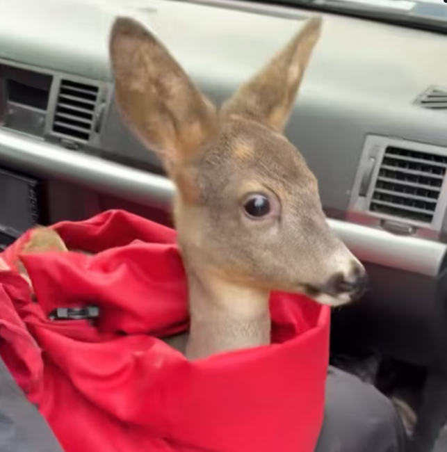 T0701008 Out of water, out of strength.