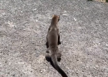 T0701009 Abandoned after cruelty, still breathing.