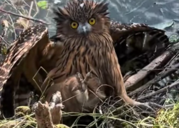 T0701010 She walked on pain because stopping meant giving up.