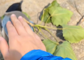 T0701011 They didn’t knock… they begged with their eyes.