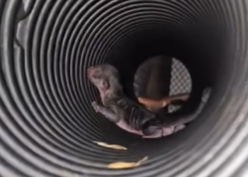 T0701012 Freezing, slipping, crying for help that almost came too late.