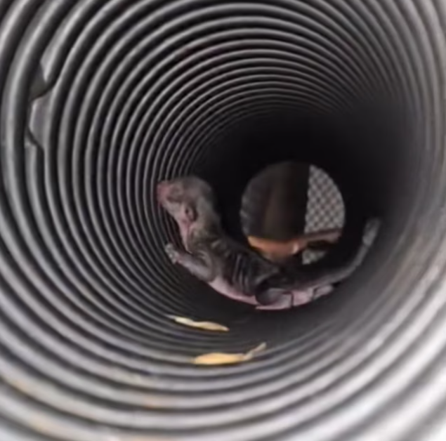 T0701012 Freezing, slipping, crying for help that almost came too late.