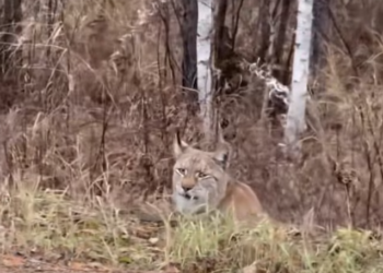 T0701013 Pain had become her normal… until someone noticed.