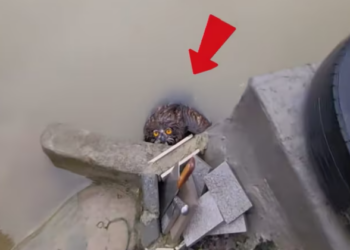 T0701014 Thrown away like trash, still holding on to life.