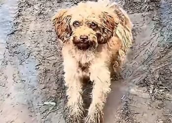 T0201007 His body shook as his cries grew weaker.