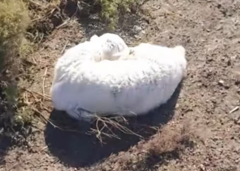T0701015 The ice was breaking… and so was his strength.