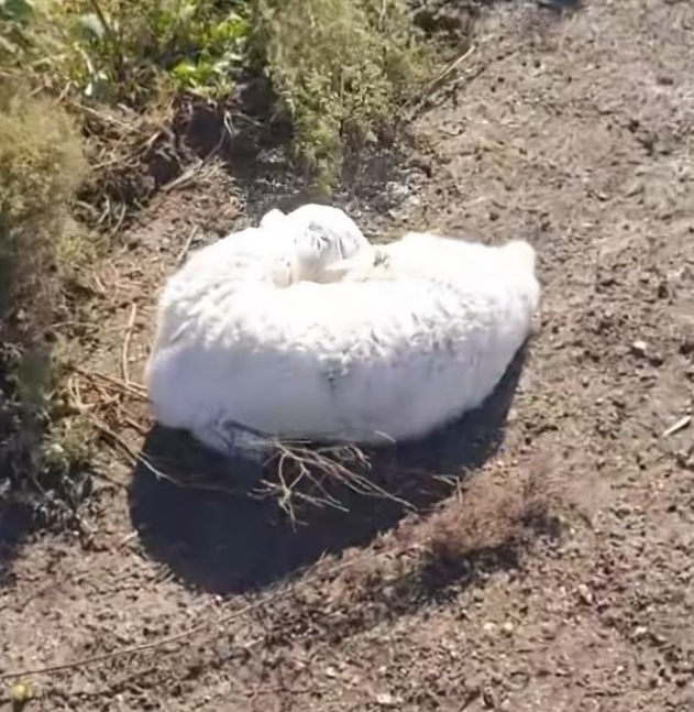 T0701015 The ice was breaking… and so was his strength.