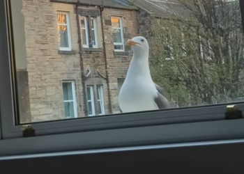 T0701016 Left behind, still waiting for kindness.