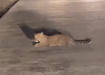 T0701017 Tired arms, sinking hope, one last cry.