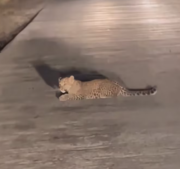 T0701017 Tired arms, sinking hope, one last cry.