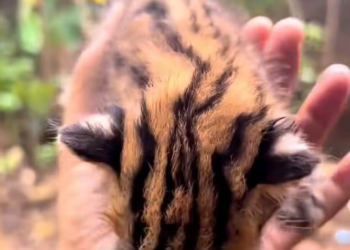 T0701020 One slip away from falling forever.