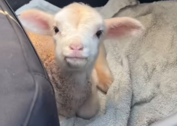 T0701021 Buried under weight, saved by kindness.