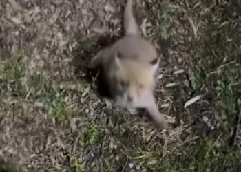 T0701022 He begged with his eyes because his body couldn’t anymore.