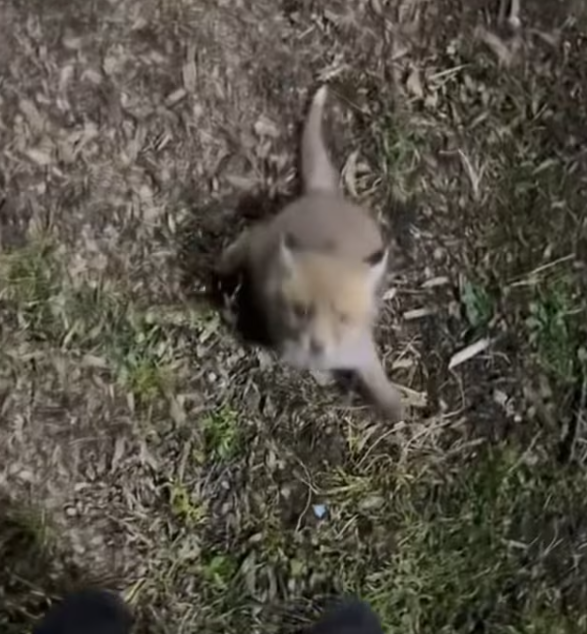 T0701022 He begged with his eyes because his body couldn’t anymore.