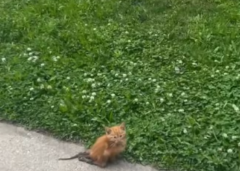 T0701023 Skin and bones… still holding on.